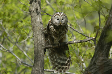 Strix uralensis nocturnal raptor showing broad wings and streaked feathers