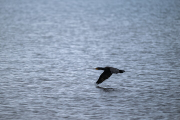 Fliegender Kormoran über die Ostsee
