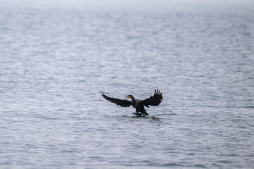Fliegender Kormoran &uuml;ber die Ostsee