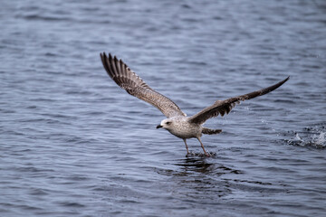 Silberm&ouml;we startet schwerf&auml;llig, l&auml;uft &uuml;ber das Wasser bist sich erhebt