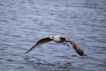 Silbermöwe startet schwerfällig, läuft über das Wasser bist sich erhebt