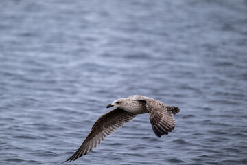 Silberm&ouml;we startet schwerf&auml;llig, l&auml;uft &uuml;ber das Wasser bist sich erhebt