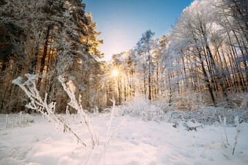Sunset Sunrise Sun Sunshine In Sunny Winter Snowy Coniferous Forest. Sunlight Through Woods In Winter Forest Landscape.