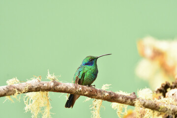 Fototapeta premium Kleiner Veilchenohrkolibri Costa Rica