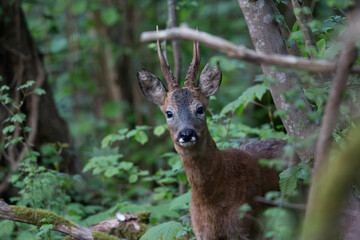 Wild Silence in the Green Refuge