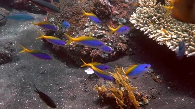 a school of yellowback fusiliers
