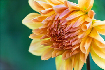 Fototapeta premium オレンジと黄色のグラデーションが美しいダリアの花の横顔