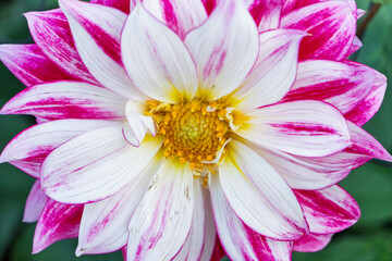 白とピンクの縁取りが鮮やかなダリアの花の中心部