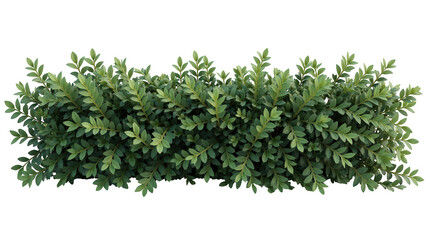 Obraz premium Lush green foliage creates vibrant and natural backdrop, perfect for enhancing outdoor spaces or adding life to any design