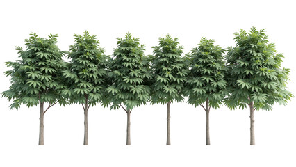 Obraz premium Lush green trees create vibrant natural backdrop, showcasing dense foliage and sturdy trunks, perfect for enhancing outdoor scenes