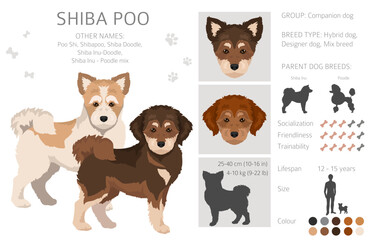Shiba Poo (Poo Shi) clipart. Shiba Inu Poodle mix. Different coat colors set.  Vector illustration