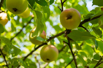 Green apples on a tree branch in summer garden