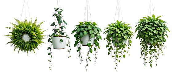 Five hanging white pots with lush green plants including ferns isolated on transparent background. 3D render.