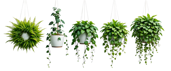Five hanging white pots with lush green plants including ferns isolated on transparent background. 3D render.