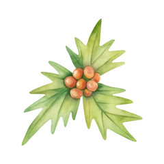 Watercolor Christmas holly berries. Christmas, New year concept