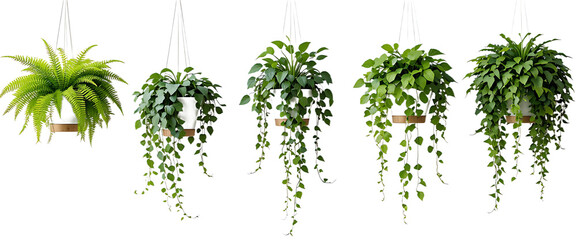 Collection of beautiful plants hanging in ceramic pots isolated on transparent background. 3D render.