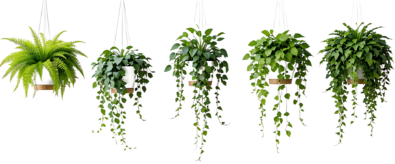Collection of beautiful plants hanging in ceramic pots isolated on transparent background. 3D render.