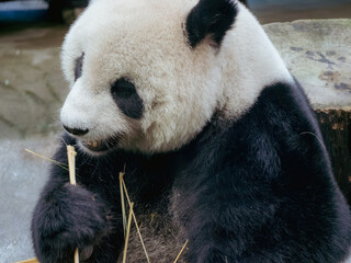 Fototapeta premium 台北市立動物園