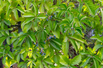 Blue Berries on Green Leaves