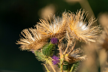 Close-up of Blooming Purple Thistle Flowers