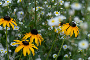 Chamomile Flowers with Yellow Daisies in Bloom
