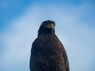 Close-up of Crested Serpent Eagle in Natural Habitat
Crested Serpent Eagle Portrait Showing Feather Detail
Detailed Close-up of Crested Serpent Eagle Eyes and Plumage