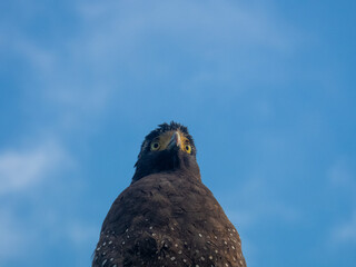 Close-up of Crested Serpent Eagle in Natural Habitat
Crested Serpent Eagle Portrait Showing Feather Detail
Detailed Close-up of Crested Serpent Eagle Eyes and Plumage