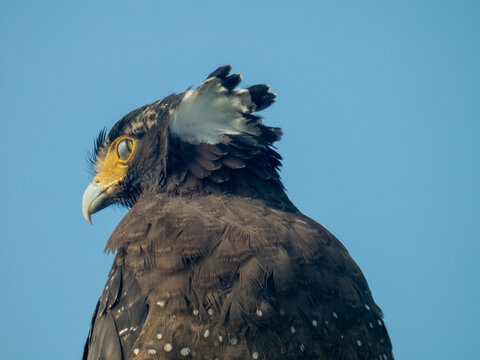 Close-up of Crested Serpent Eagle in Natural Habitat
Crested Serpent Eagle Portrait Showing Feather Detail
Detailed Close-up of Crested Serpent Eagle Eyes and Plumage - Powered by Adobe