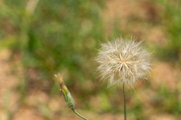 Dandelion seed head close-up in summer meadow