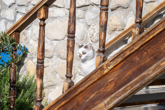 
A white and grey cat peers out from between the dark, turned wooden spindles of a staircase railing against a light-colored, rough stone wall background.
