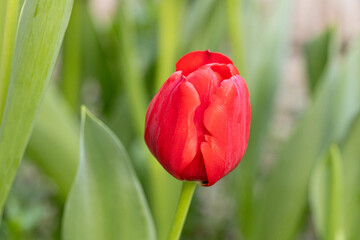 Macro of bright red tulip