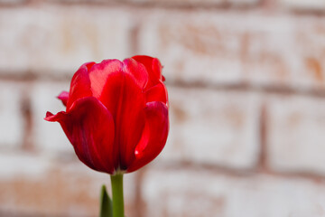 Dark red tulip against brick wall