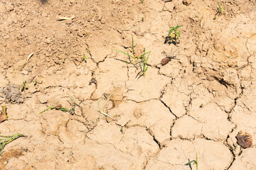 Dry Cracked Soil with Small Green Sprouts