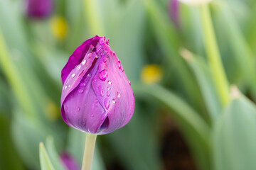 Deep purple tulip with raindrops