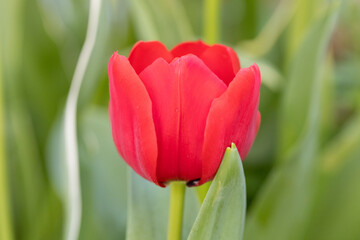 Bright red tulip