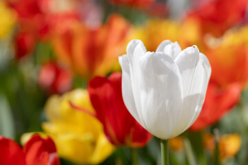 White tulip with color tulips in background