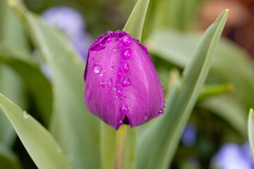 Bright purple tulip with rain drops