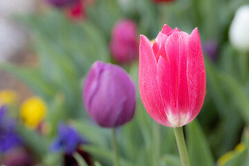 Bright pink tulip with colorful background