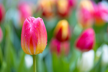 Pink and yellow variegated