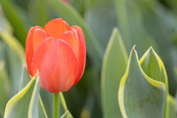 Soft orange tulip with copy space