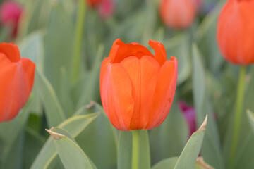 Bright orange tulip captured in soft natural light with rich color saturation and delicate petal texture.