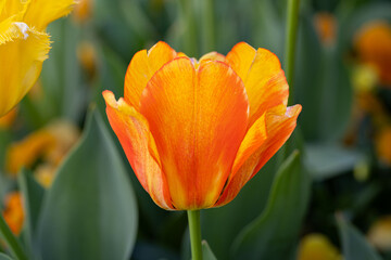 Variegated orange and yellow tulip