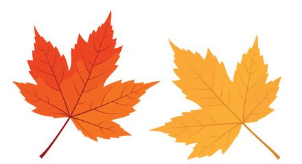 Fototapeta premium Two vibrant autumn maple leaves in warm orange and golden yellow hues, isolated against a clean white background, symbolizing the fall season.