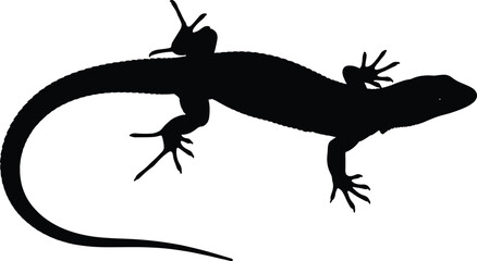 Fototapeta premium Silhouette of a lizard in side view with curved tail and spread limbs for wildlife and design themes