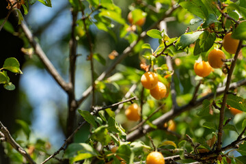 Branch with Ripe Yellow-Orange Fruits against Blue Sky