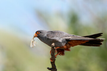 An adult male red-footed falcon (Falco vespertinus) with a unique white mantis in its beak sits on a branch against a blurred background