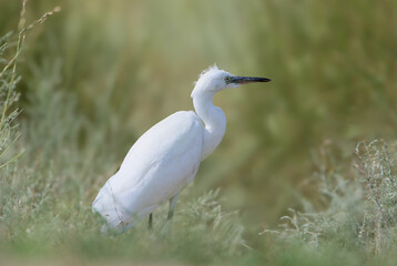The little egret (Egretta garzetta) in breeding plumage stands among green field vegetation