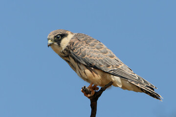 A close-up of a young male red-footed falcon (Falco vespertinus) perched on a branch against a blurred blue sky