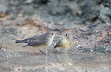A close-up photo of two female red-breasted flycatchers (Ficedula parva) bathing in a puddle