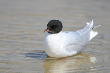 An adult little gull (Hydrocoloeus minutus) with a damaged beak is photographed close-up in the water and on the shore of the estuary.